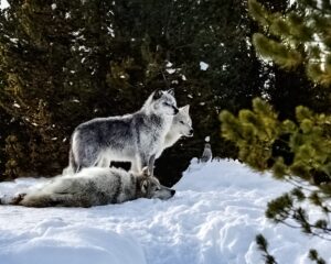 Leaders of the Pack