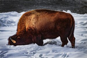 Survival in Yellowstone