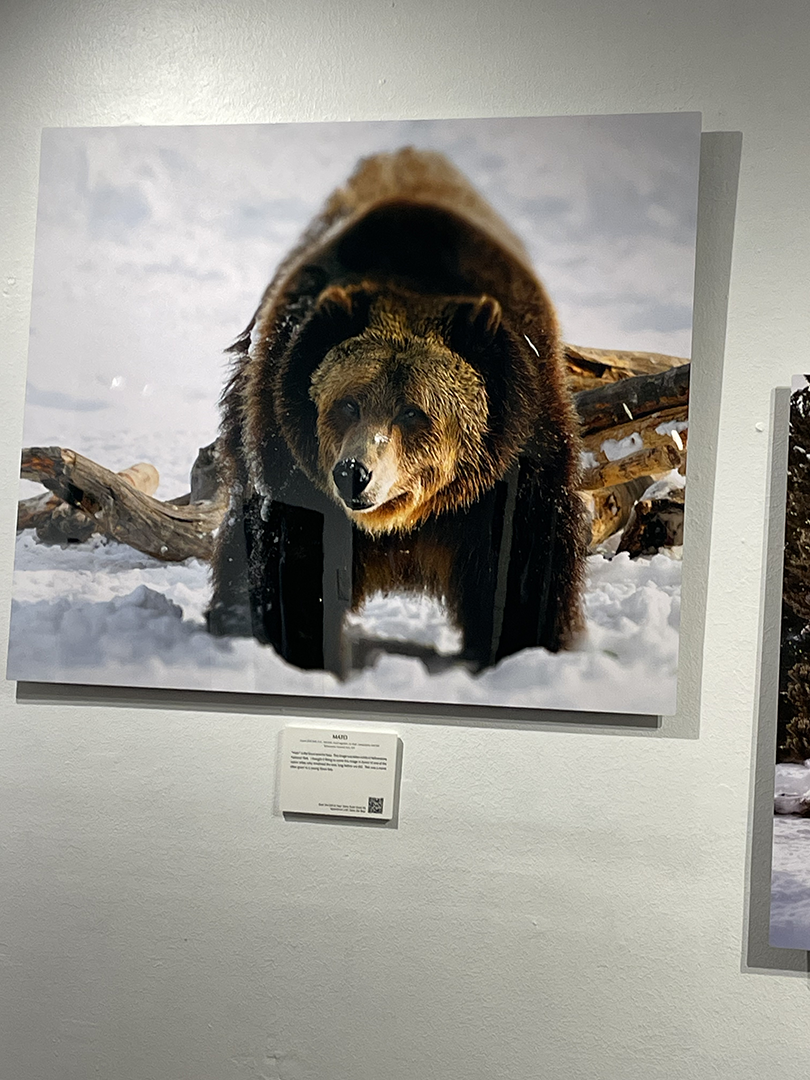 Steve photo shoots a brown bear in Yellowstone